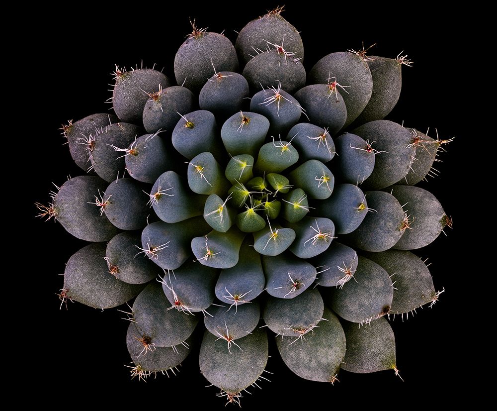 Echeveria Setosa Var. Deminuta art print by Victor Mozqueda for $57.95 CAD
