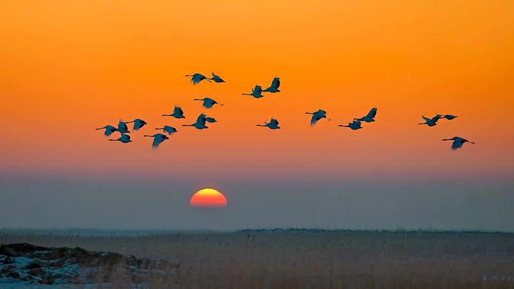 Red-crowned Cranes art print by Hua Zhu for $57.95 CAD