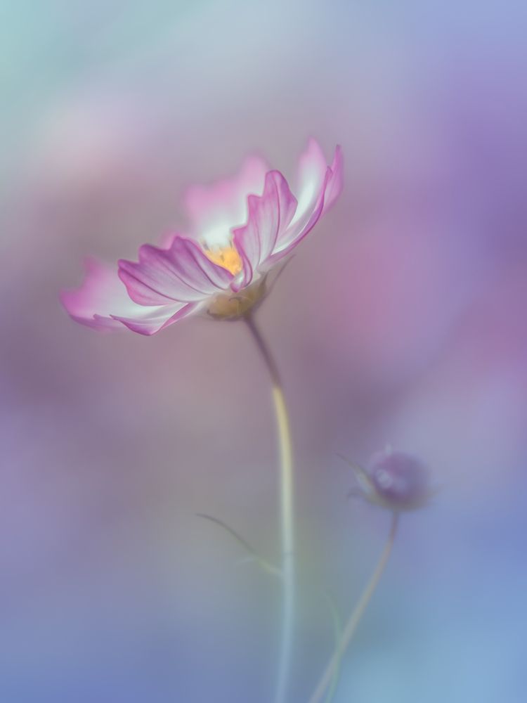 Pink Elegance art print by Miyako Koumura for $57.95 CAD