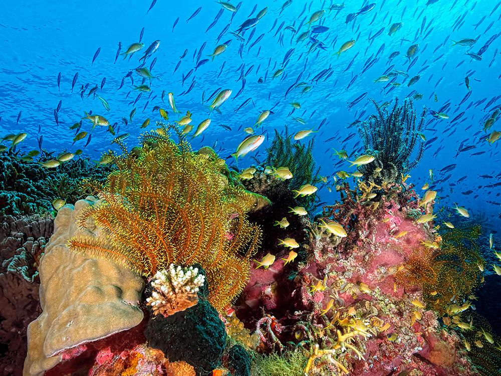 Reef At Cabilao art print by Henry Jager for $57.95 CAD