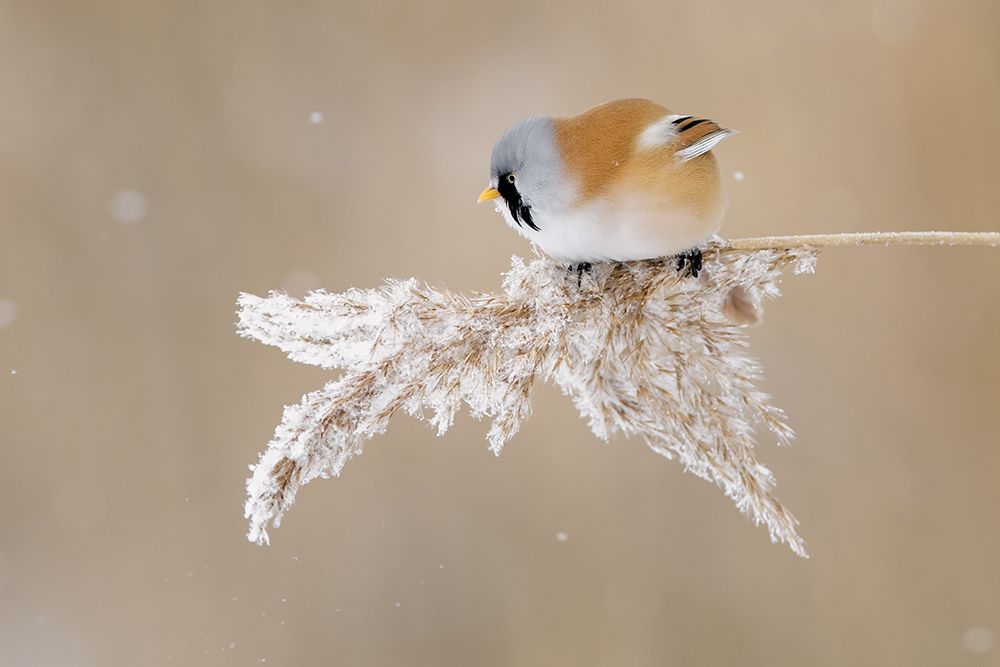 Bearded tit art print by Jonas Kazlauskas for $57.95 CAD