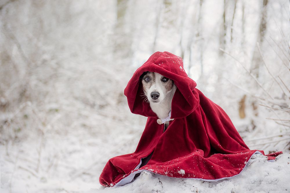 Little Red Riding Hood in Winter art print by Heike Willers for $57.95 CAD