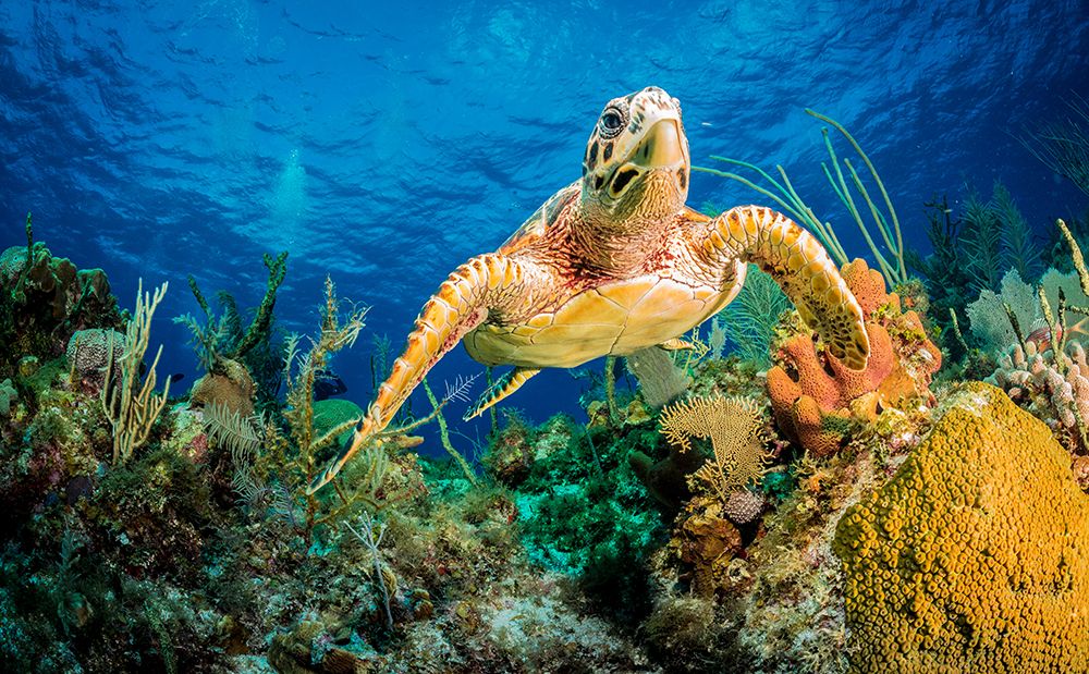 Hawksbill Turtle Swimming Through Caribbean Reef art print by Jan Abadschieff for $57.95 CAD