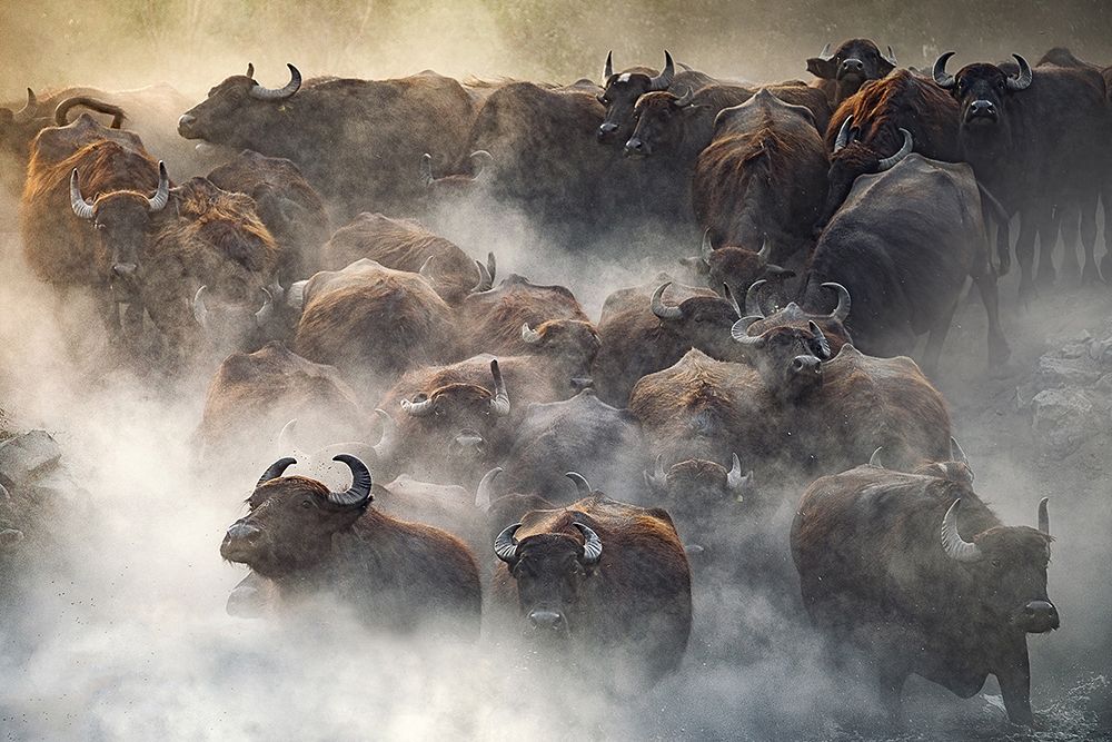 Herd art print by Huseyin Taskin for $57.95 CAD