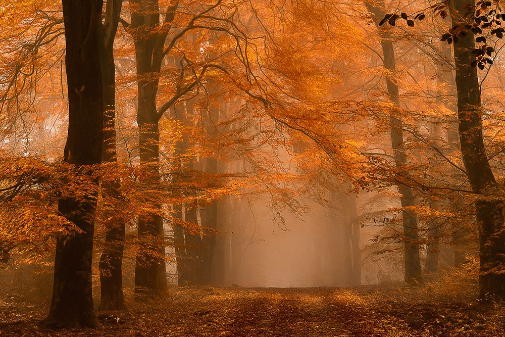 Schmorgenforgen art print by Lars Van De for $57.95 CAD
