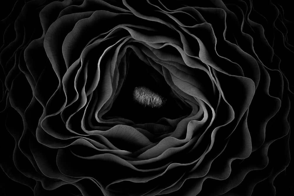 Persian Buttercup art print by Victor Mozqueda for $57.95 CAD