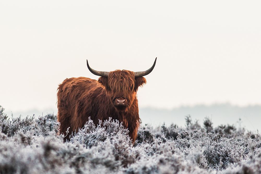 Highlander art print by Jaap Van Den for $57.95 CAD