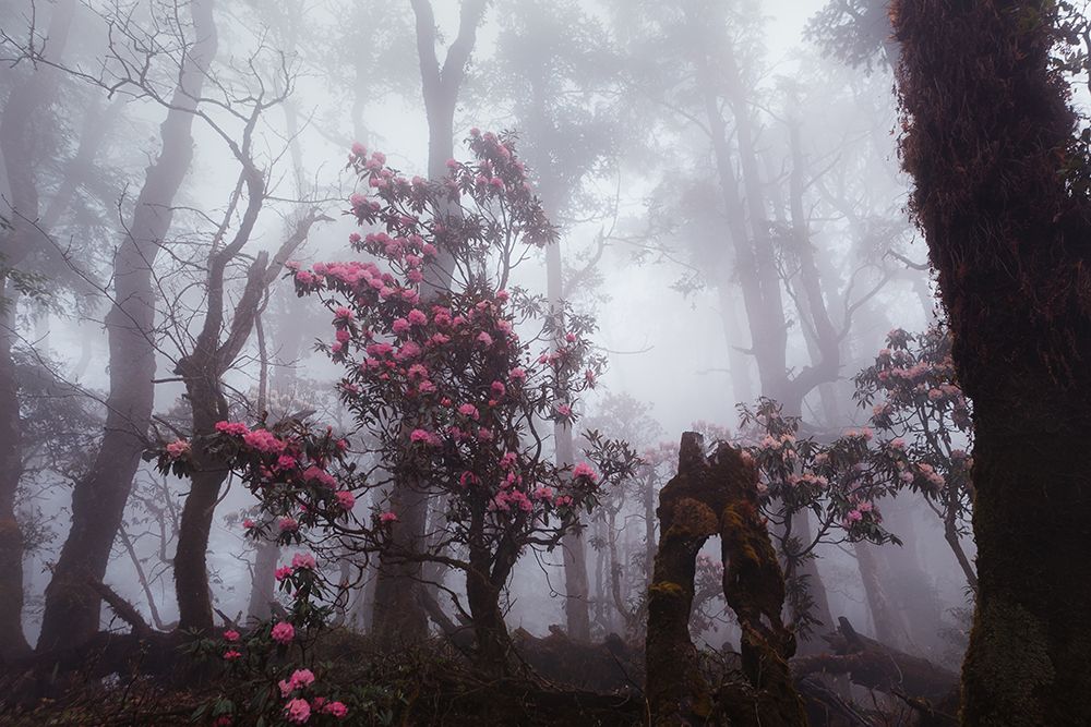 Through The Fog art print by Dmitry Kupratsevich for $57.95 CAD