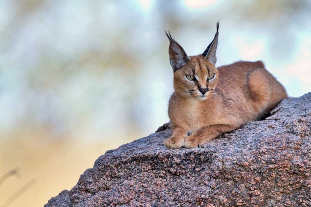 Caracal art print by Alessandro Catta for $57.95 CAD