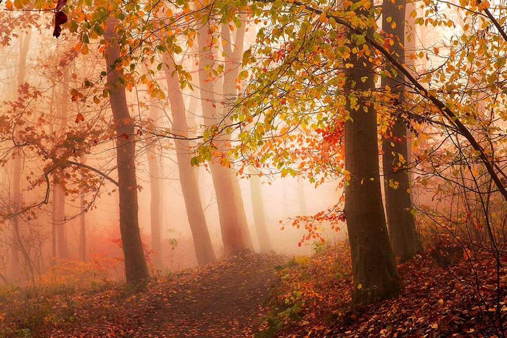 Calm Walk In Colors. art print by Leif Londal for $57.95 CAD