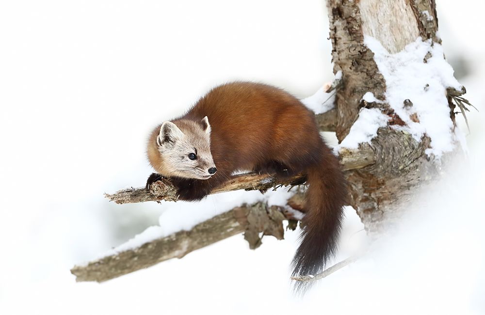 Pine Marten - Algonquin Park art print by Jim Cumming for $57.95 CAD