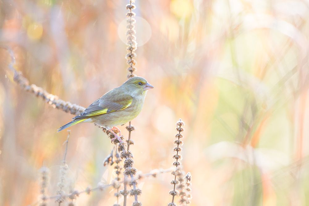 Green Finch art print by Erik Willaert for $57.95 CAD