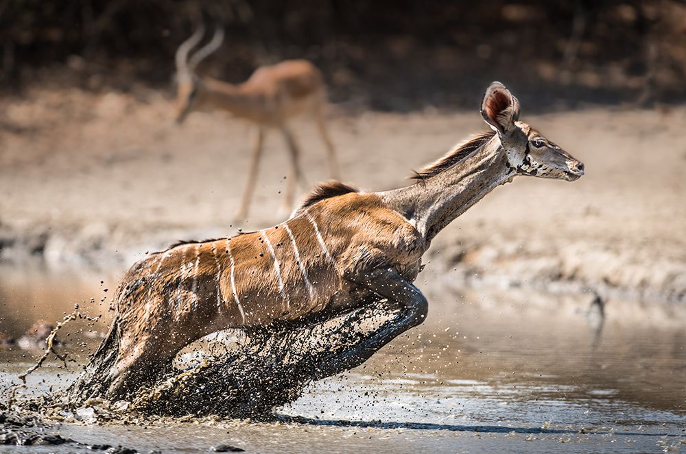 Kudu jump art print by Thomas Andersson for $57.95 CAD