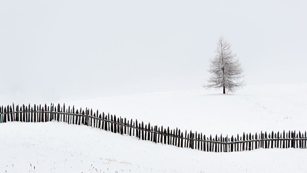 The Larch Behind The Fence art print by Vito Miribung for $57.95 CAD
