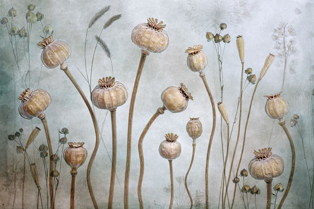 Papaver art print by Mandy Disher for $57.95 CAD