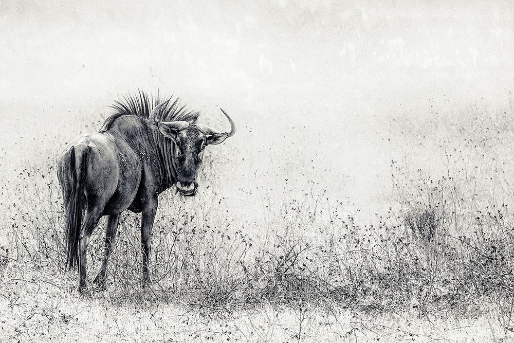 The Endless Grass-Fields art print by Piet Flour for $57.95 CAD