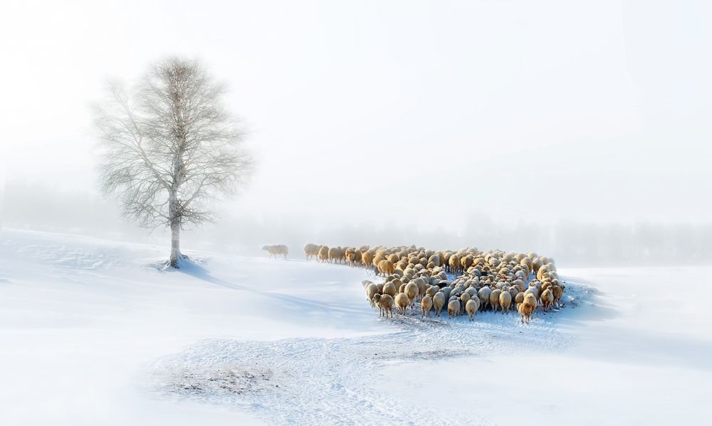 In Snow art print by Hua Zhu for $57.95 CAD