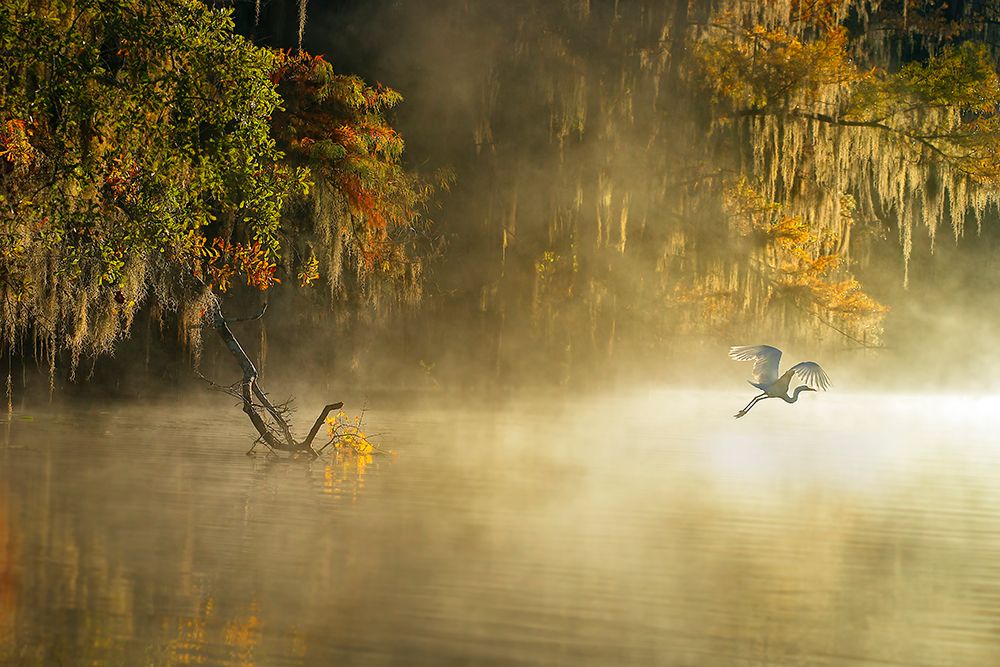 Egret art print by Hua Zhu for $57.95 CAD