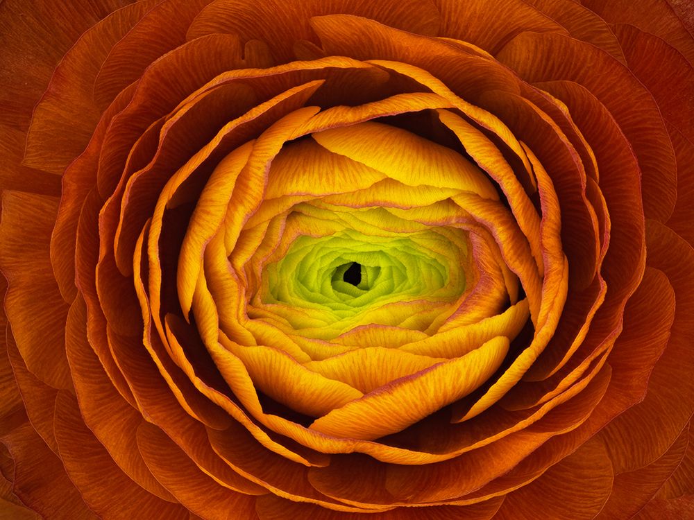 Ranunculus Asiaticus art print by Victor Mozqueda for $57.95 CAD