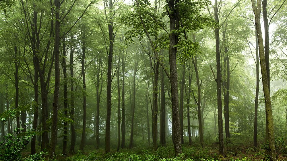 Forest... art print by Leif Londal for $57.95 CAD