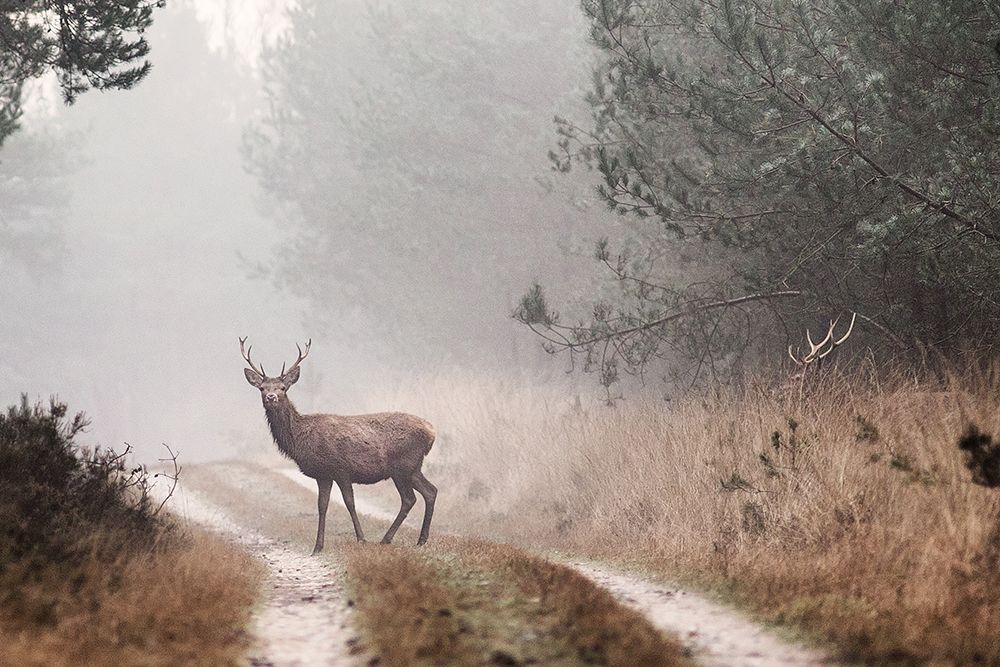 Deer art print by Jaap van den for $57.95 CAD