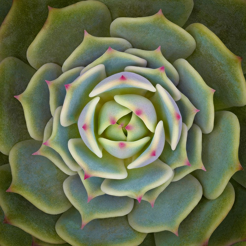 Echeveria Ben Badis art print by Victor Mozqueda for $57.95 CAD
