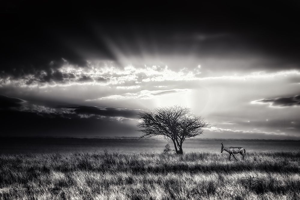 Sunrise With Hartebeest art print by Piet Flour for $57.95 CAD
