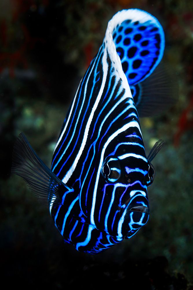 Emperor angelfish art print by Barathieu Gabriel for $57.95 CAD