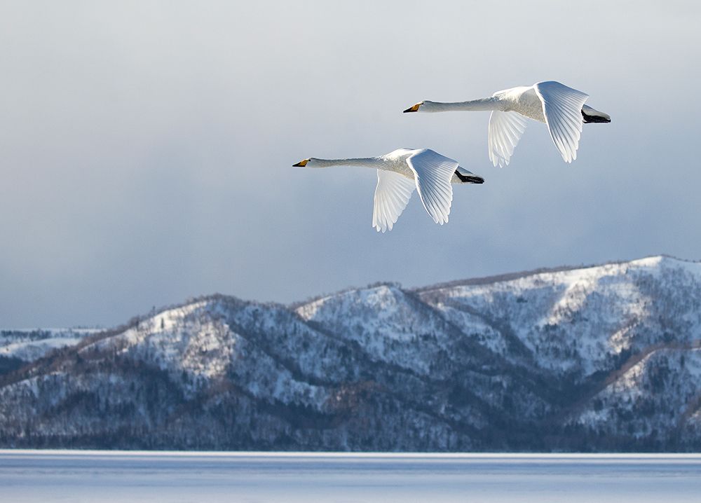 Swan@Kussharo Lake art print by C.S. Tjandra for $57.95 CAD