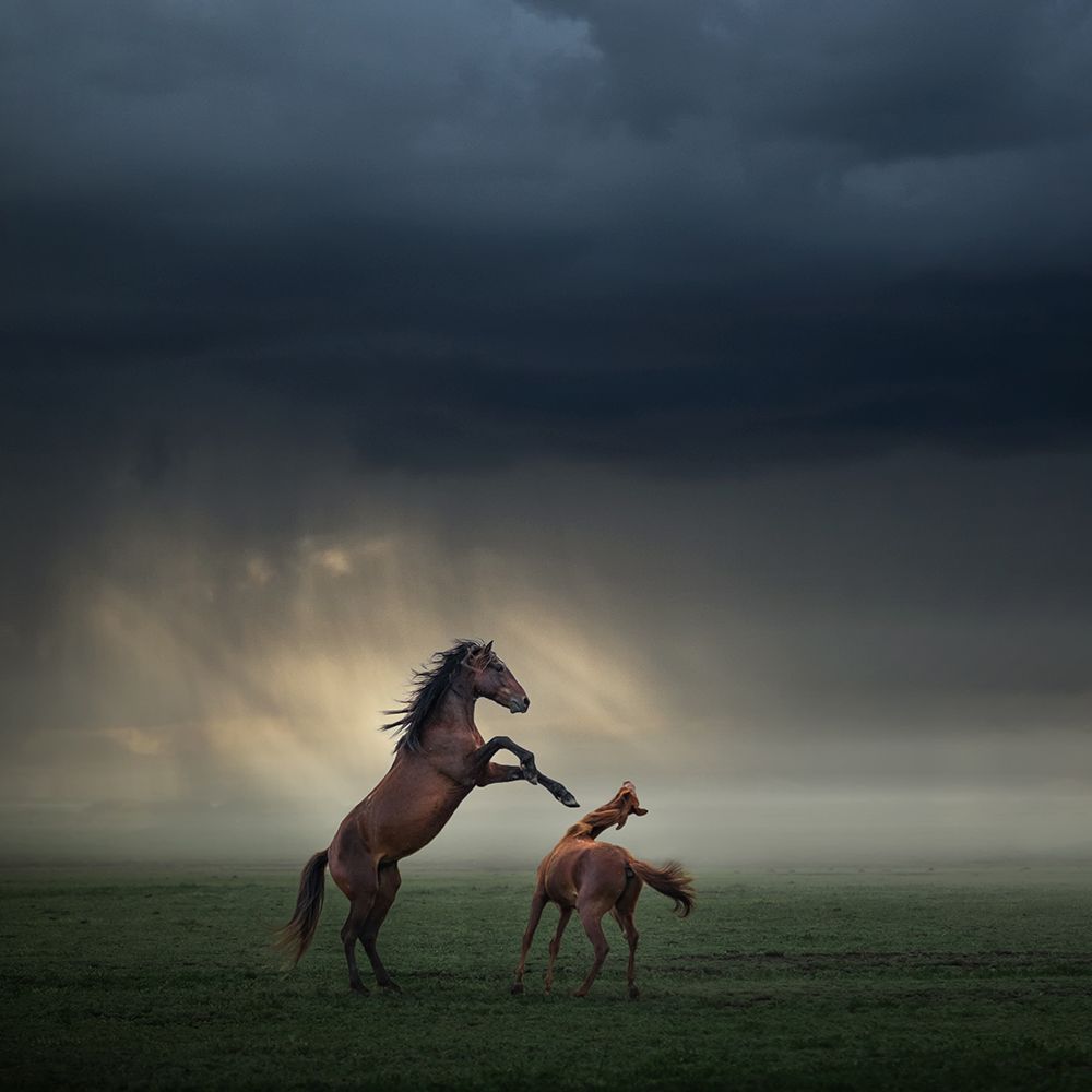Horses Fight art print by Huseyin Taskin for $57.95 CAD