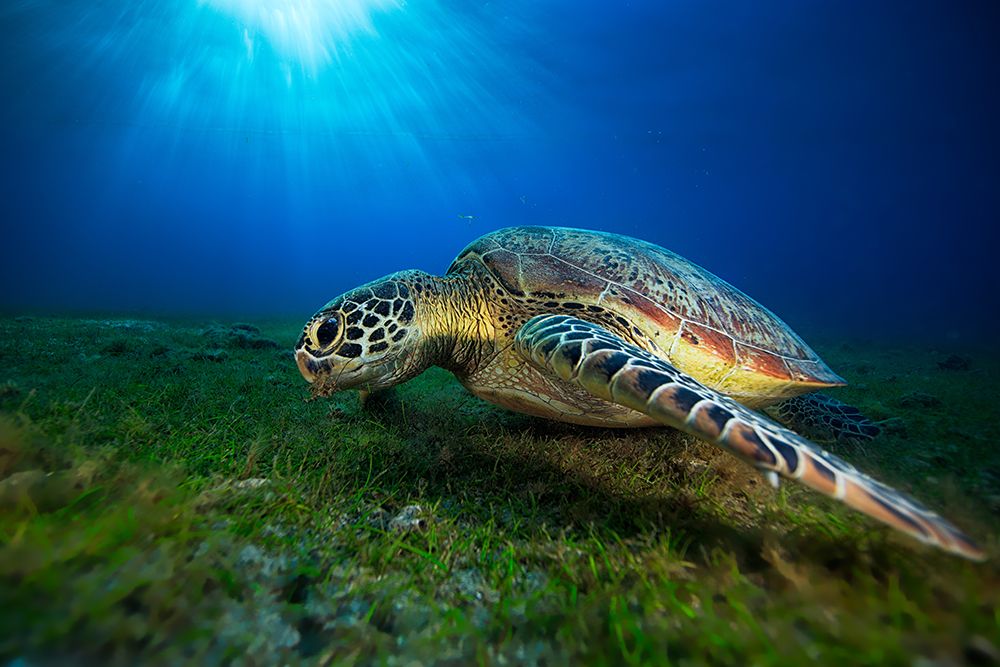 Green Turtle art print by Barathieu Gabriel for $57.95 CAD