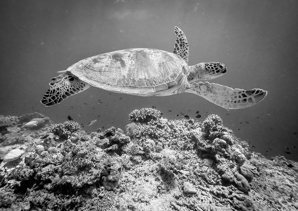 Sea Turtle At Sipadan art print by Yumian Deng for $57.95 CAD