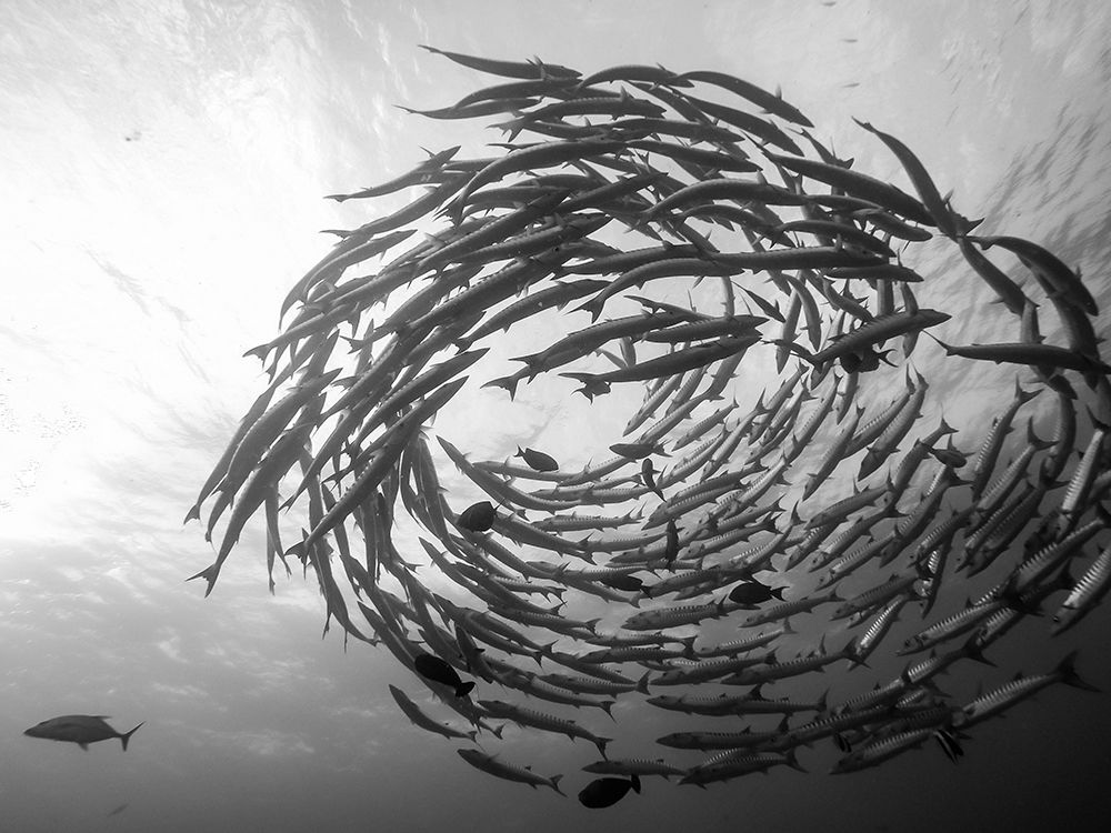 Barracuda Tornado art print by Yumian Deng for $57.95 CAD
