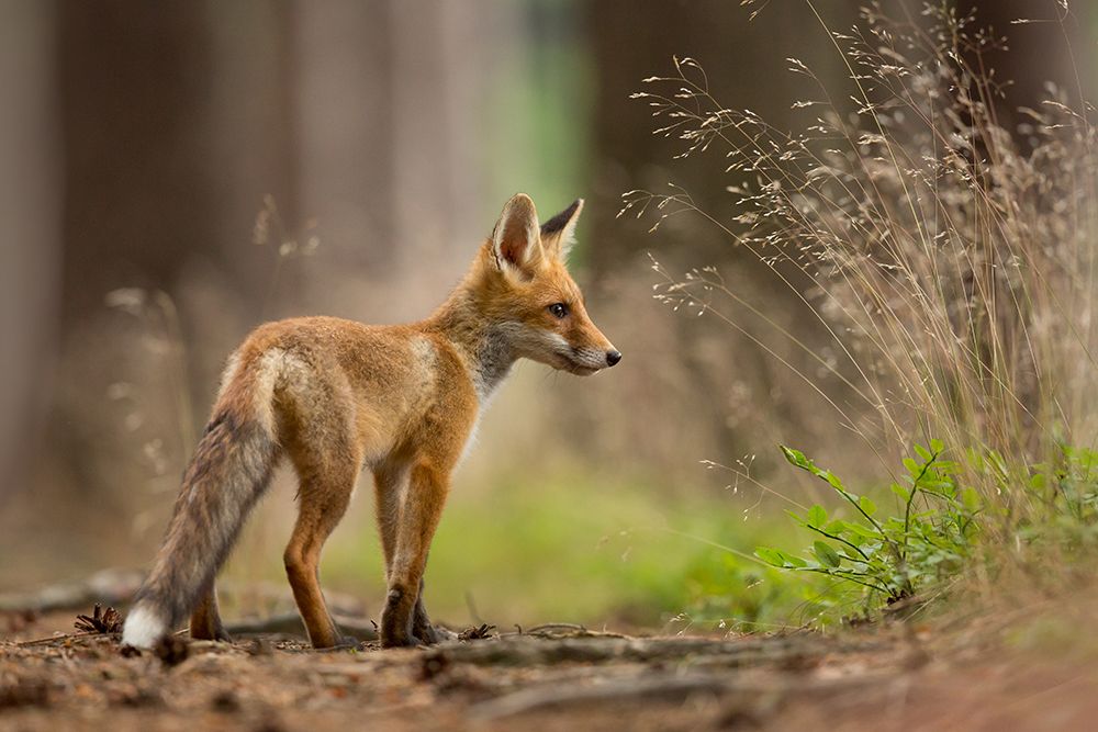 Red Fox art print by Milan Zygmunt for $57.95 CAD