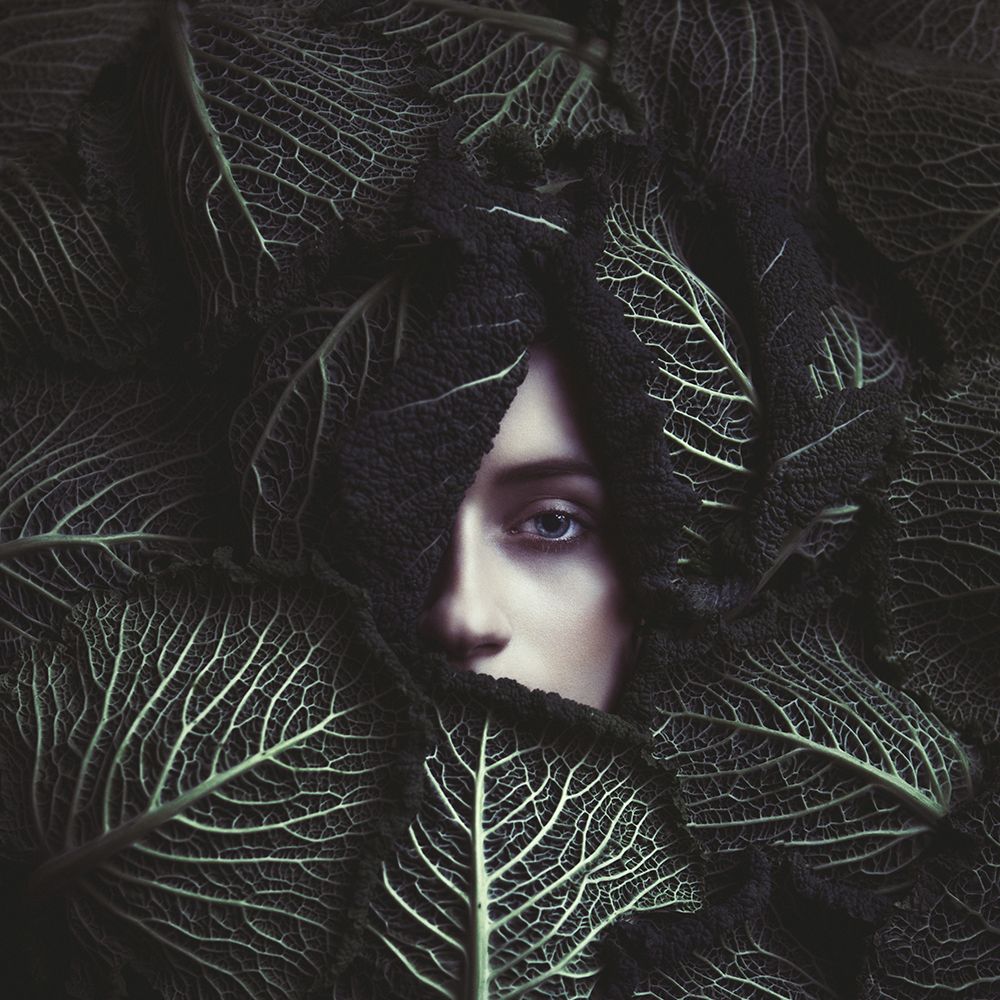 Cabbage art print by Magdalena Russocka for $57.95 CAD