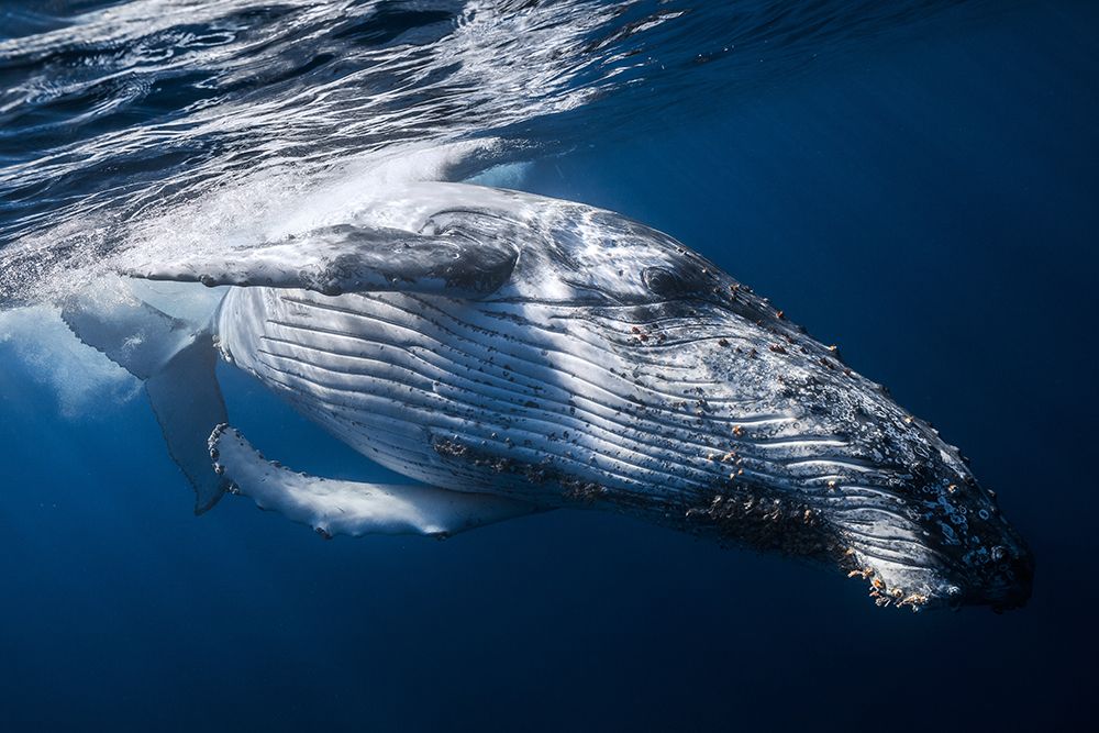 The Whale art print by Barathieu Gabriel for $57.95 CAD