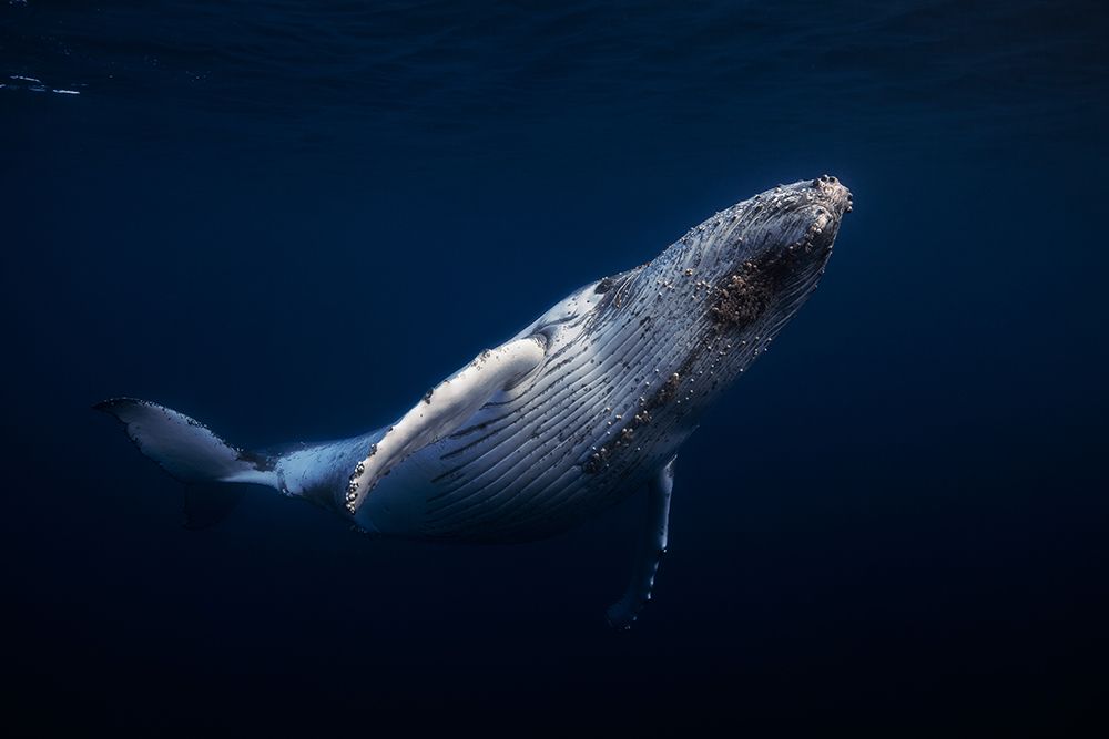 Humpback Whale art print by Barathieu Gabriel for $57.95 CAD