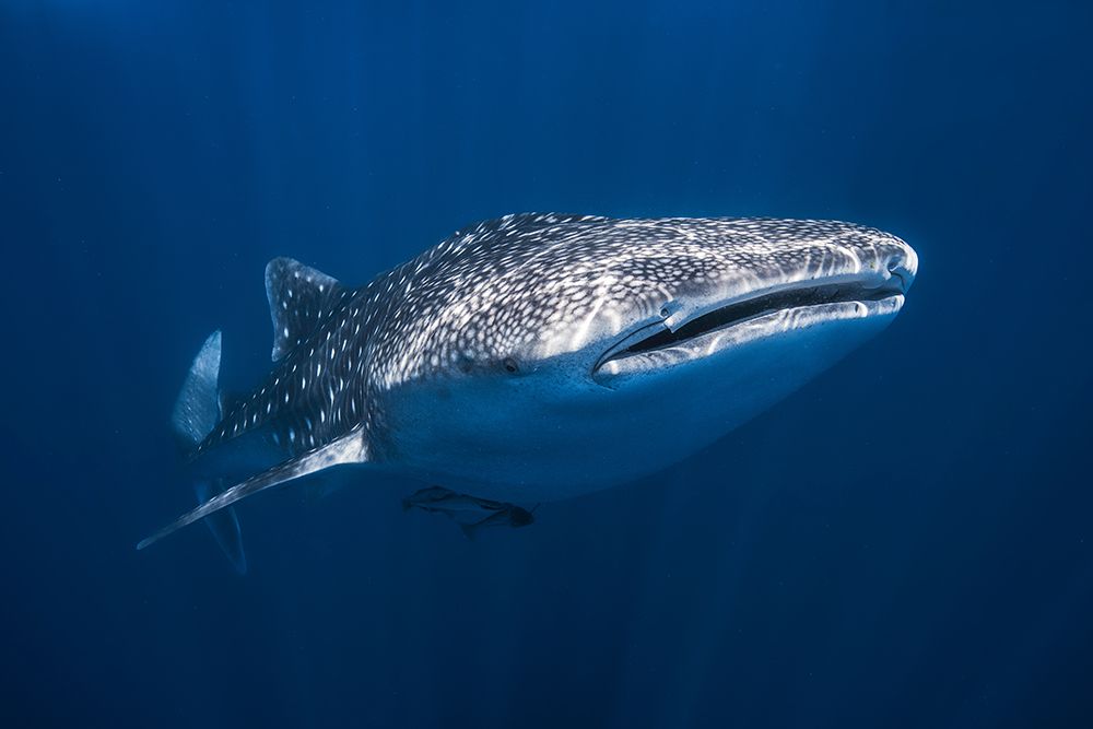 Whale Shark art print by Barathieu Gabriel for $57.95 CAD