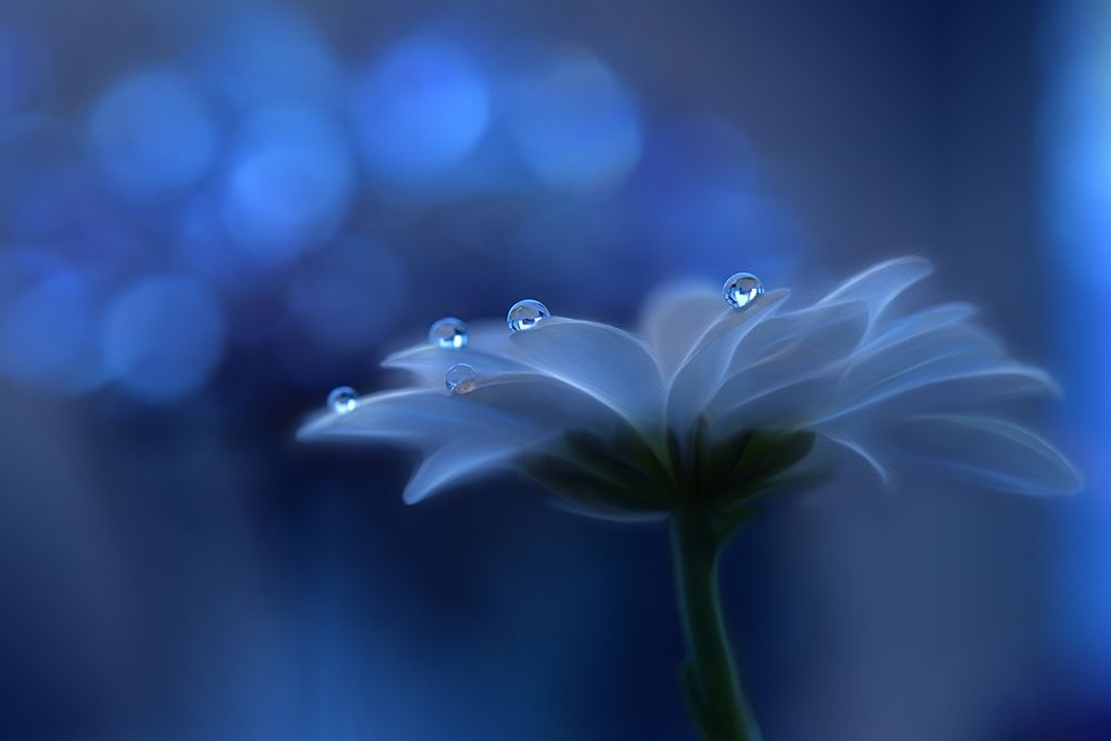 Space Dreams... art print by Juliana Nan for $57.95 CAD