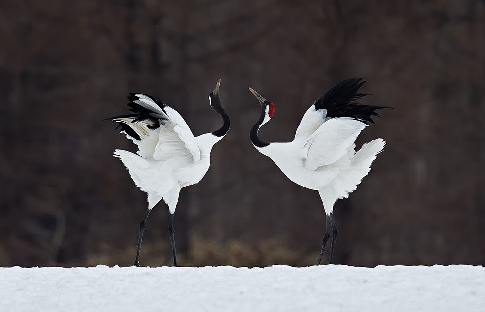 Lovers art print by C.S. Tjandra for $57.95 CAD
