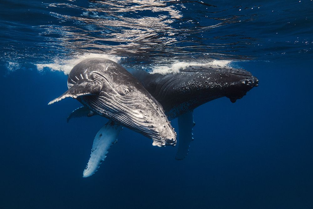 Humpback Whale family! art print by Barathieu Gabriel for $57.95 CAD