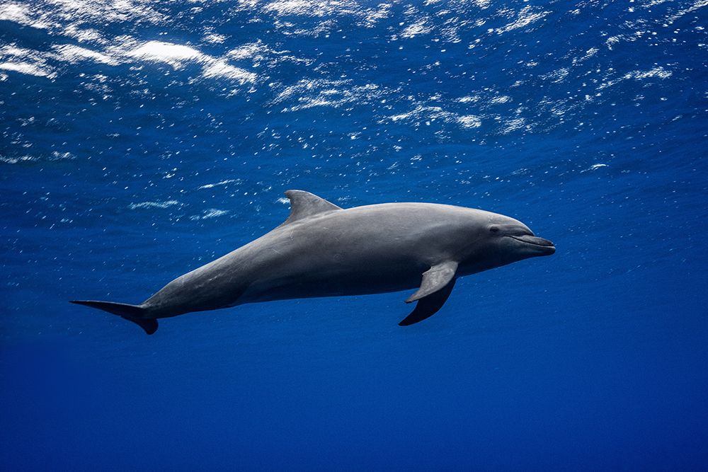 Dolphin art print by Barathieu Gabriel for $57.95 CAD