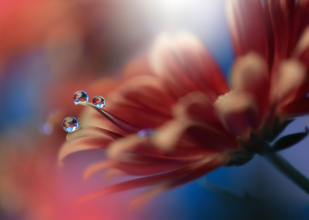 Inmost... art print by Juliana Nan for $57.95 CAD