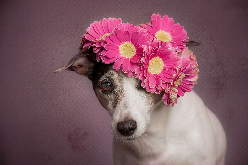 Mrs. Spring art print by Heike Willers for $57.95 CAD