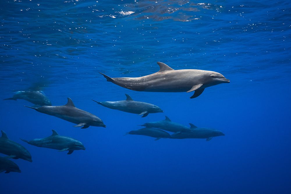 Dolphins art print by Barathieu Gabriel for $57.95 CAD