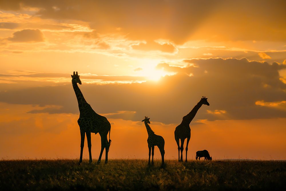 Golden Africa art print by John Fan for $57.95 CAD