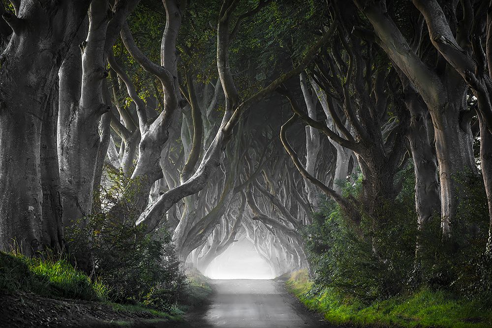 Dark Hedges art print by Nicola Molteni for $57.95 CAD