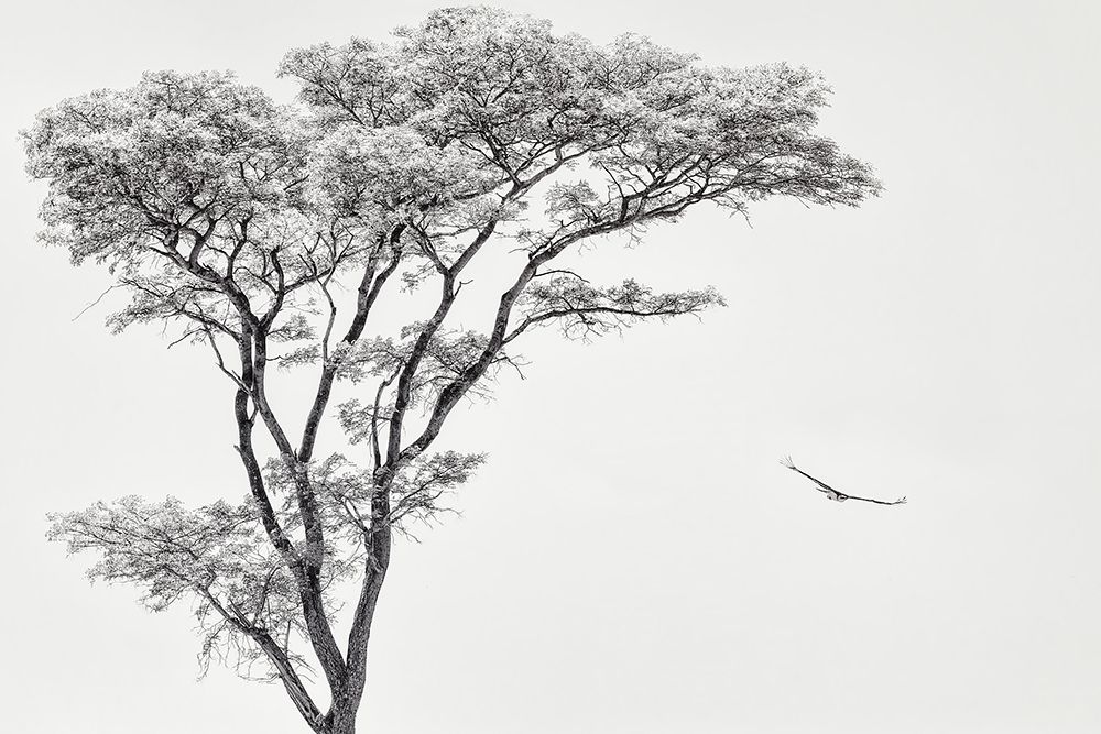 The African Eagle art print by Piet Flour for $57.95 CAD