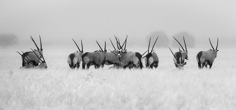 Oryx In The Rain art print by Kirill Trubitsyn for $57.95 CAD