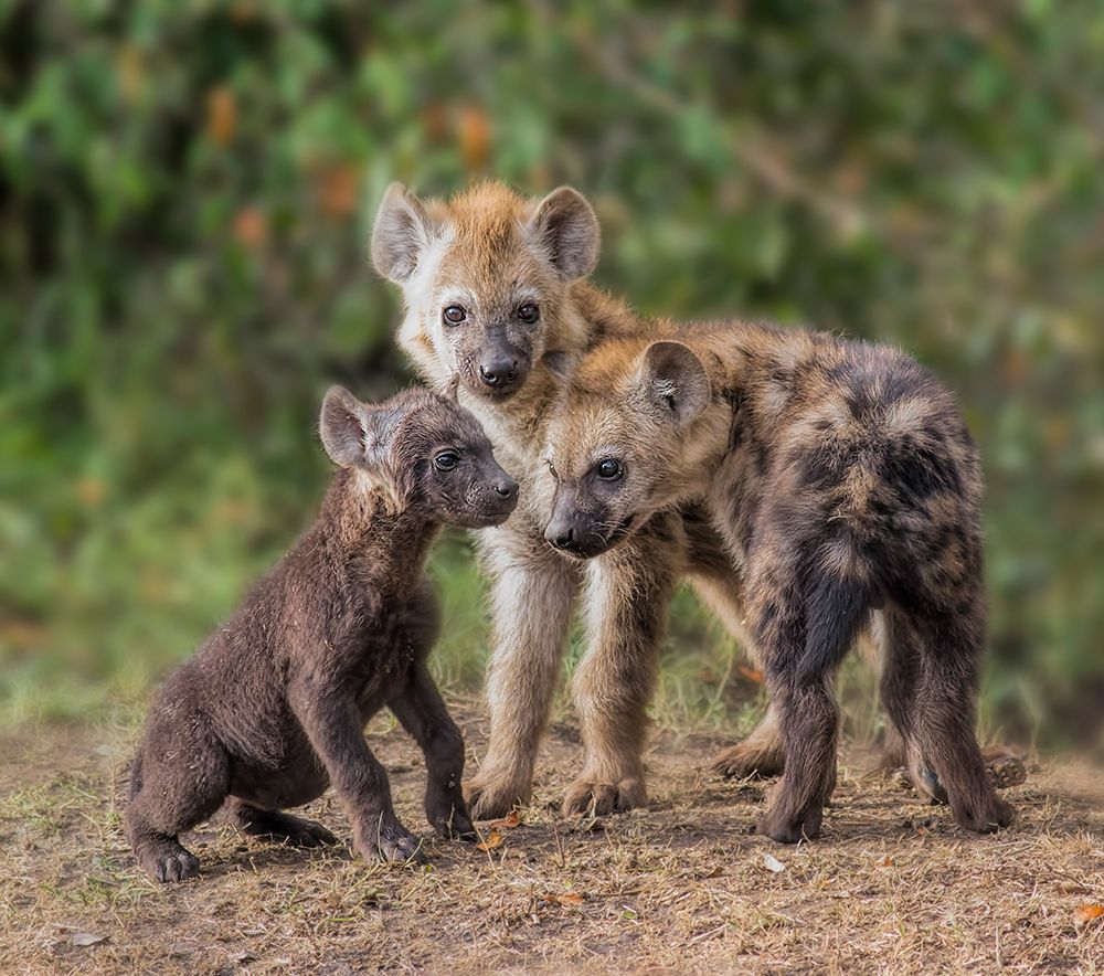 Baby Hyena art print by Jun Zuo for $57.95 CAD